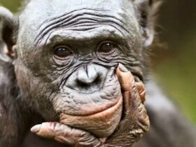 میمون ها نیز مانند انسان ها توانایی رویا دیدن دارند.