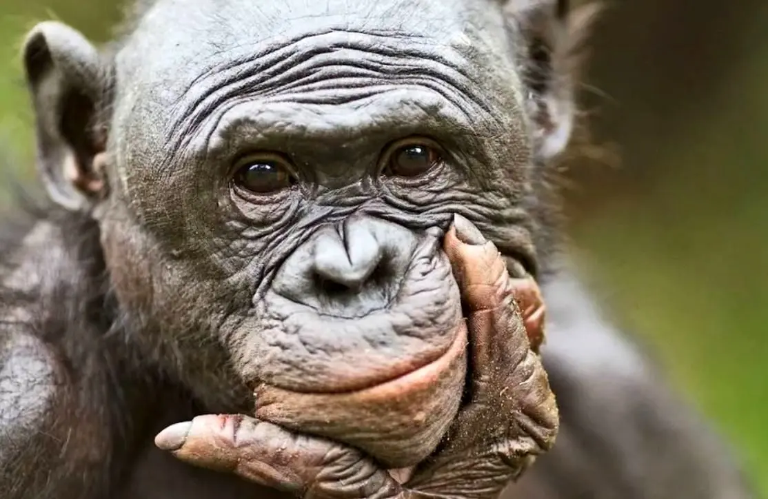 میمون ها نیز مانند انسان ها توانایی رویا دیدن دارند.