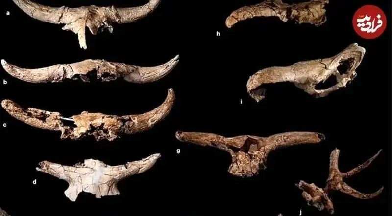 نئاندرتال ها