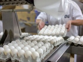 قیمت جدید تخم مرغ در بازار اعلام شد