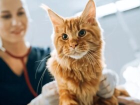 ارتباط شگفت انگیز بین سرطان انسان و گربه