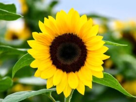 متن و پیامک تبریک عید نوروز و عید نوروز 1405 مناسب روزهای جنگ