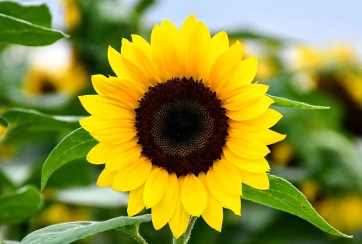 متن و پیامک تبریک عید نوروز و عید نوروز 1405 مناسب روزهای جنگ