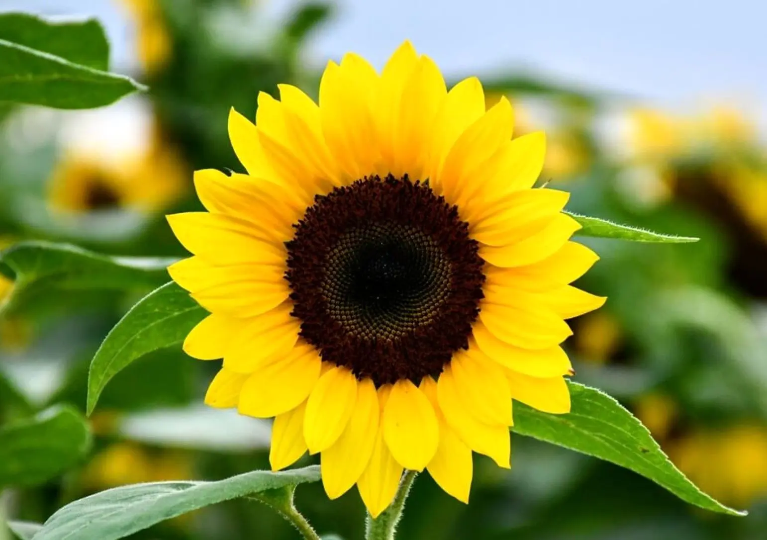 متن و پیامک تبریک عید نوروز و عید نوروز 1405 مناسب روزهای جنگ