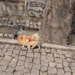 گرمای بازارها در بحبوحه جنگ در آستانه عید نوروز