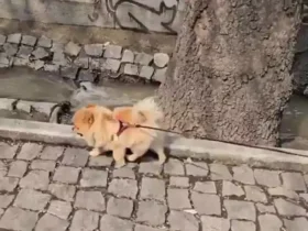 گرمای بازارها در بحبوحه جنگ در آستانه عید نوروز