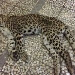 لاشه پلنگ ایرانی در ارتفاعات اسفرین یافت شد