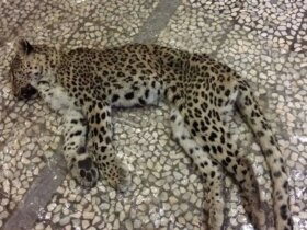 لاشه پلنگ ایرانی در ارتفاعات اسفرین یافت شد 8 لاشه پلنگ ایرانی در ارتفاعات اسفرین یافت شد