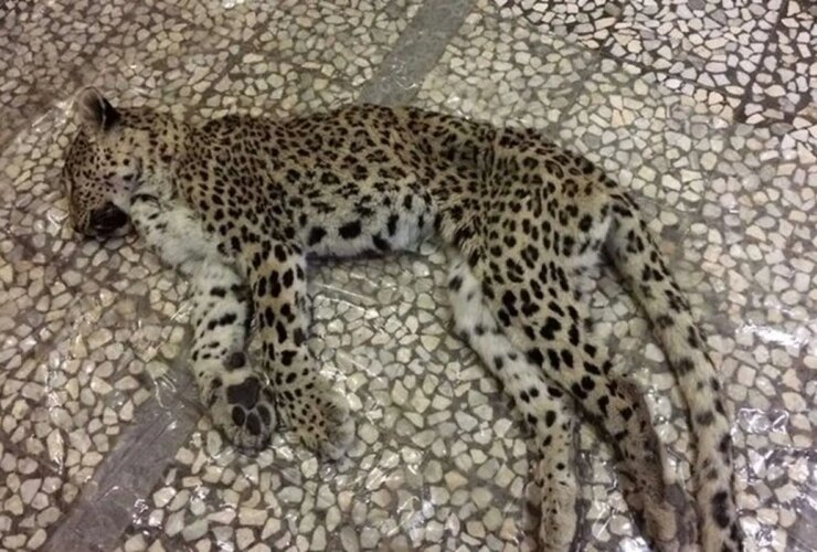 لاشه پلنگ ایرانی در ارتفاعات اسفرین یافت شد