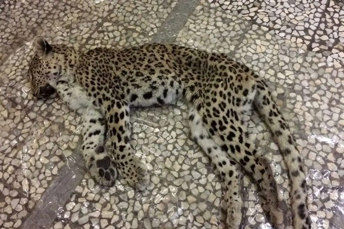 لاشه پلنگ ایرانی در ارتفاعات اسفرین یافت شد