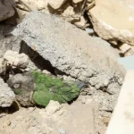 آخرین آمار شهدای روستا در جنگ رمضان