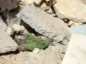 آخرین آمار شهدای روستا در جنگ رمضان