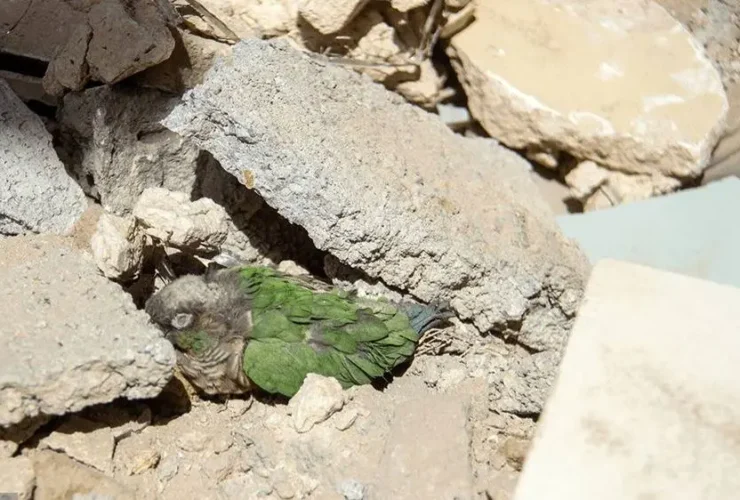 آخرین آمار شهدای روستا در جنگ رمضان