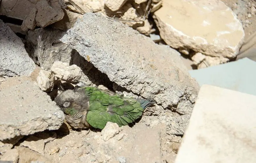 آخرین آمار شهدای روستا در جنگ رمضان 1 آخرین آمار شهدای روستا در جنگ رمضان