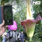 برای دیدن؛ ازدحام برای بوی مرگ