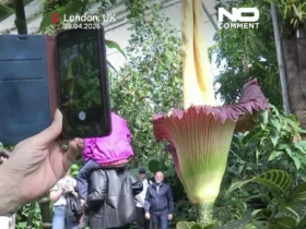 برای دیدن؛ ازدحام برای بوی مرگ