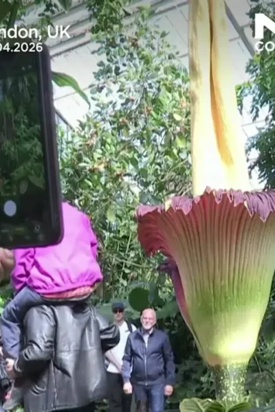 برای دیدن؛ ازدحام برای بوی مرگ