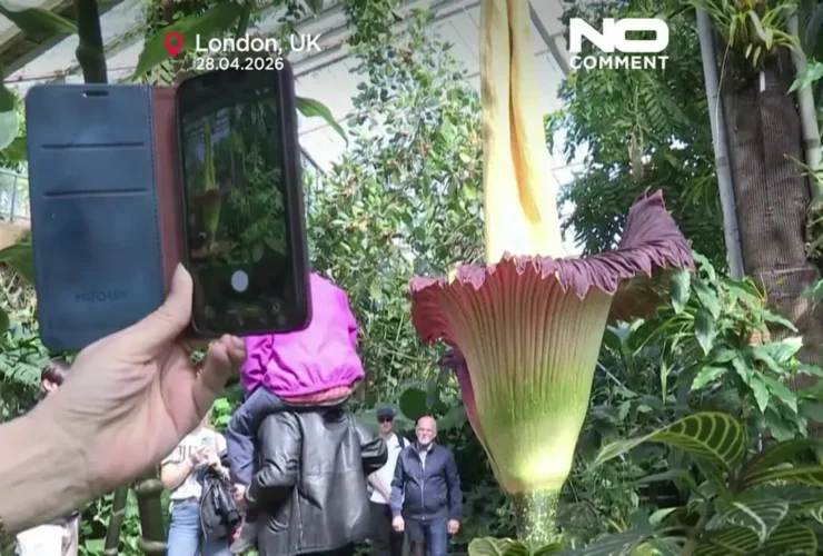 برای دیدن؛ ازدحام برای بوی مرگ