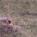 برای دیدن؛ توله یوزپلنگ در درس شکار