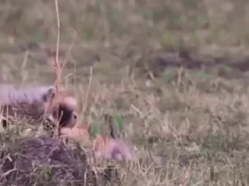 برای دیدن؛ توله یوزپلنگ در درس شکار