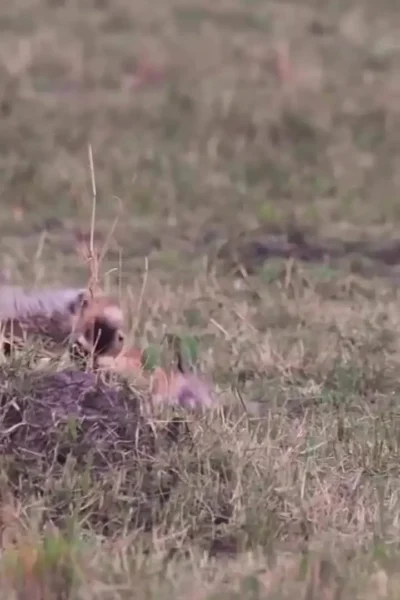 برای دیدن؛ توله یوزپلنگ در درس شکار