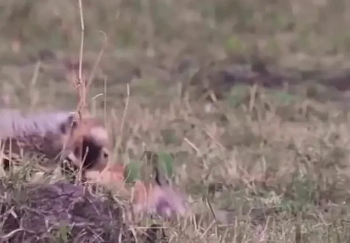 برای دیدن؛ توله یوزپلنگ در درس شکار