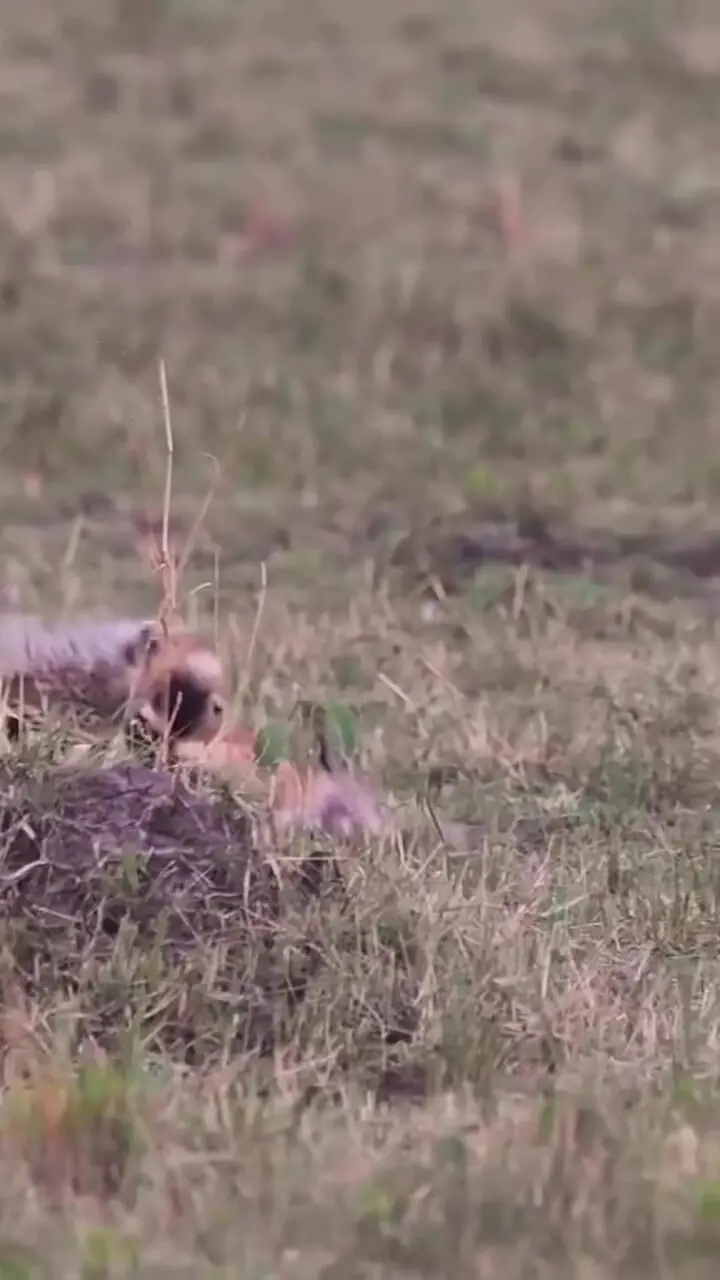 برای دیدن؛ توله یوزپلنگ در درس شکار