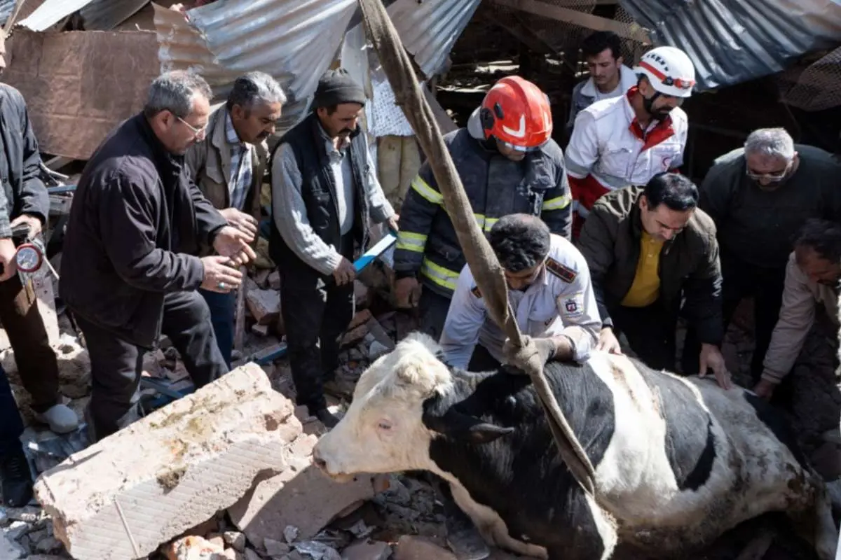 تصاویر; خسارات ناشی از حمله به واحدهای بازرگانی دام