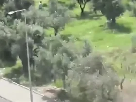 تصاویری وحشتناک از حمله مسلحانه به مدرسه ای در جنوب ترکیه