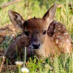 تولد اولین گوساله گوزن زرد ایرانی در پارک ملی دریاچه ارومیه