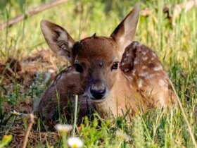 تولد اولین گوساله گوزن زرد ایرانی در پارک ملی دریاچه ارومیه