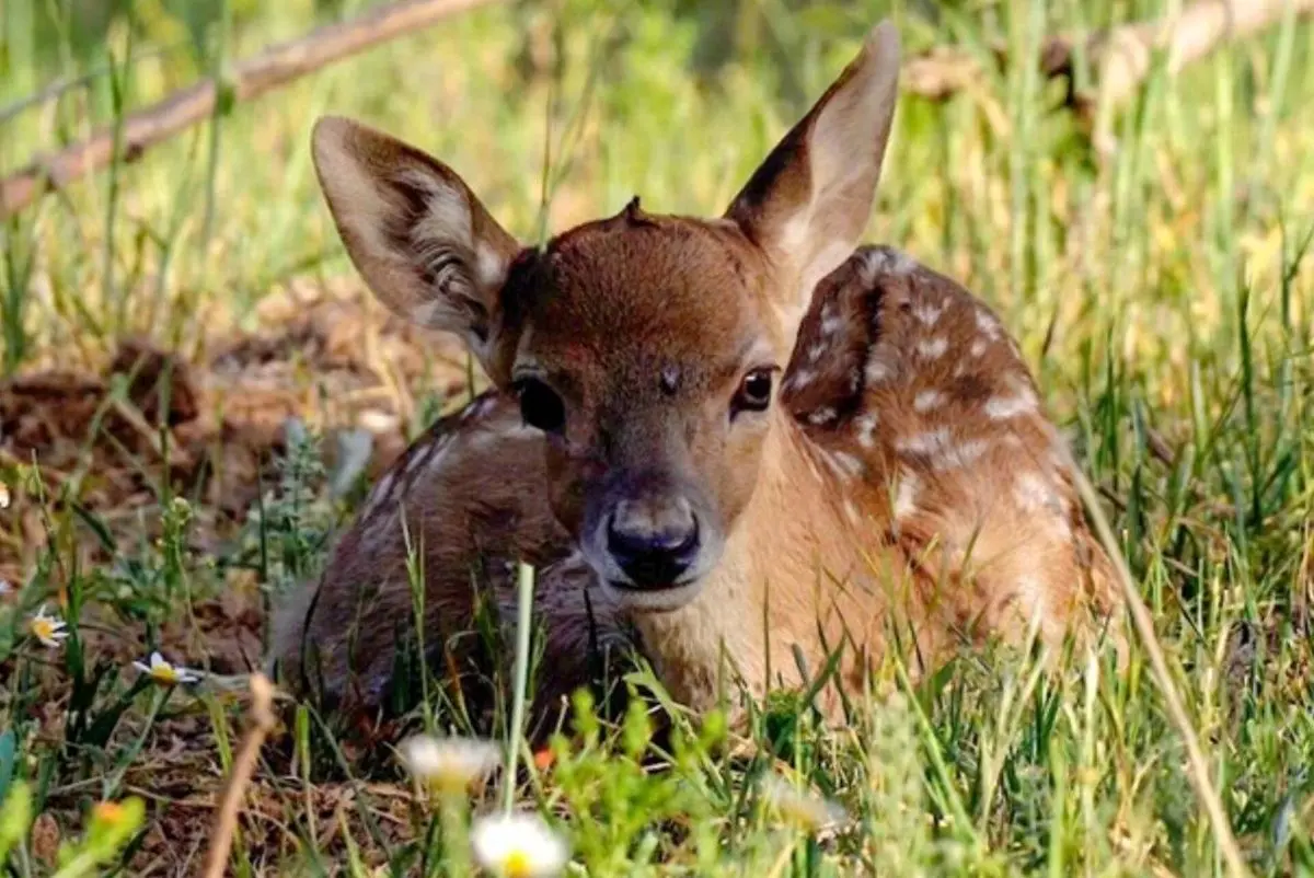 تولد اولین گوساله گوزن زرد ایرانی در پارک ملی دریاچه ارومیه