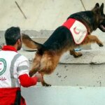 در زیر من یک تصویر اختصاصی از یک سگ نجات است