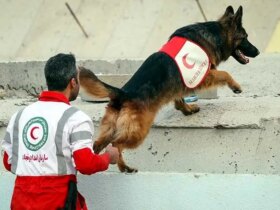 در زیر من یک تصویر اختصاصی از یک سگ نجات است