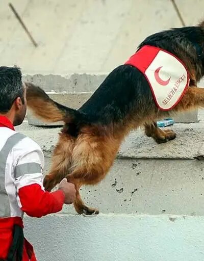 در زیر من یک تصویر اختصاصی از یک سگ نجات است