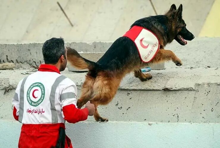 در زیر من یک تصویر اختصاصی از یک سگ نجات است