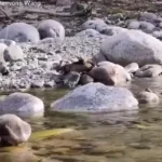 سمور گلو زرد به طرز وحشیانه ای گوزن را می کشد