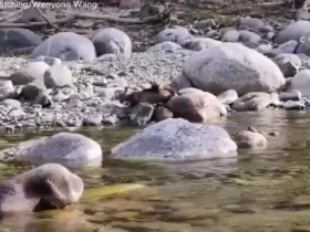 سمور گلو زرد به طرز وحشیانه ای گوزن را می کشد