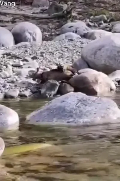 سمور گلو زرد به طرز وحشیانه ای گوزن را می کشد