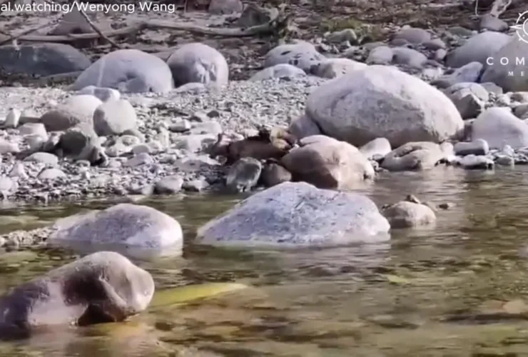 سمور گلو زرد به طرز وحشیانه ای گوزن را می کشد