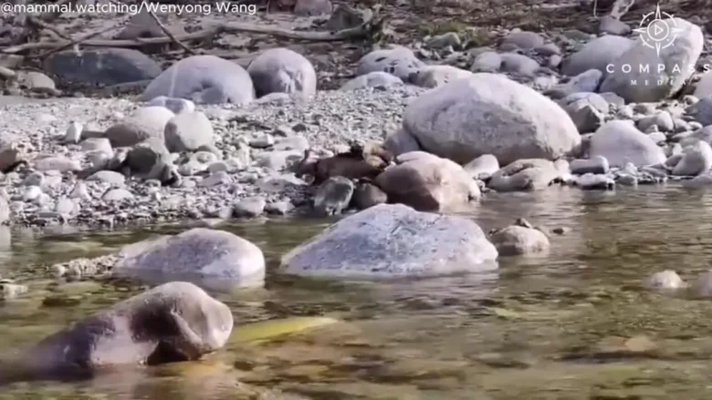 سمور گلو زرد به طرز وحشیانه ای گوزن را می کشد