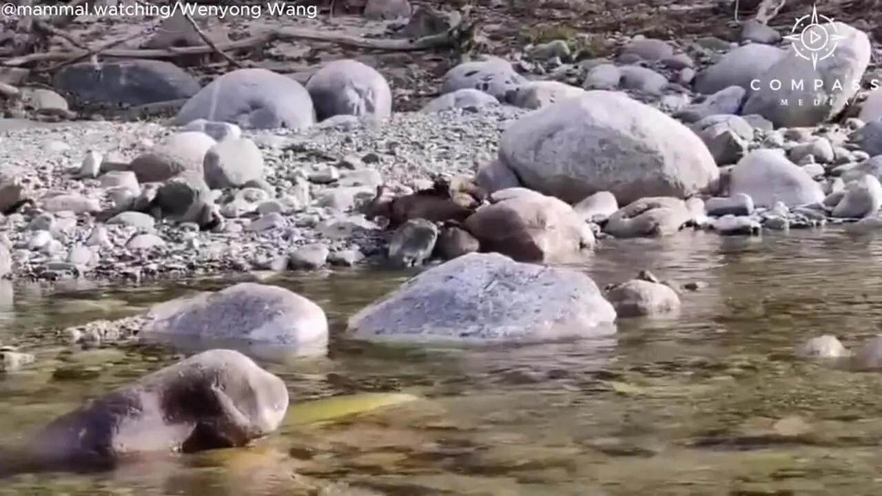 سمور گلو زرد به طرز وحشیانه ای گوزن را می کشد