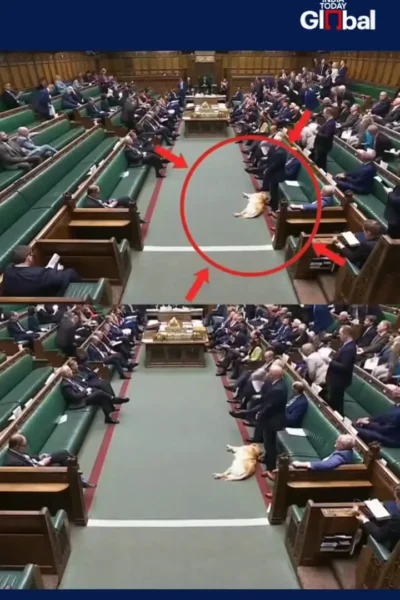 سگ خواب آلود در پارلمان بریتانیا خبرساز شد