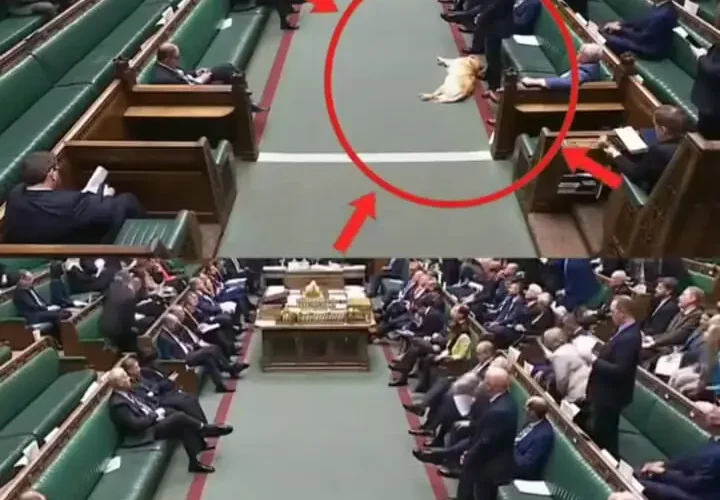 سگ خواب آلود در پارلمان بریتانیا خبرساز شد