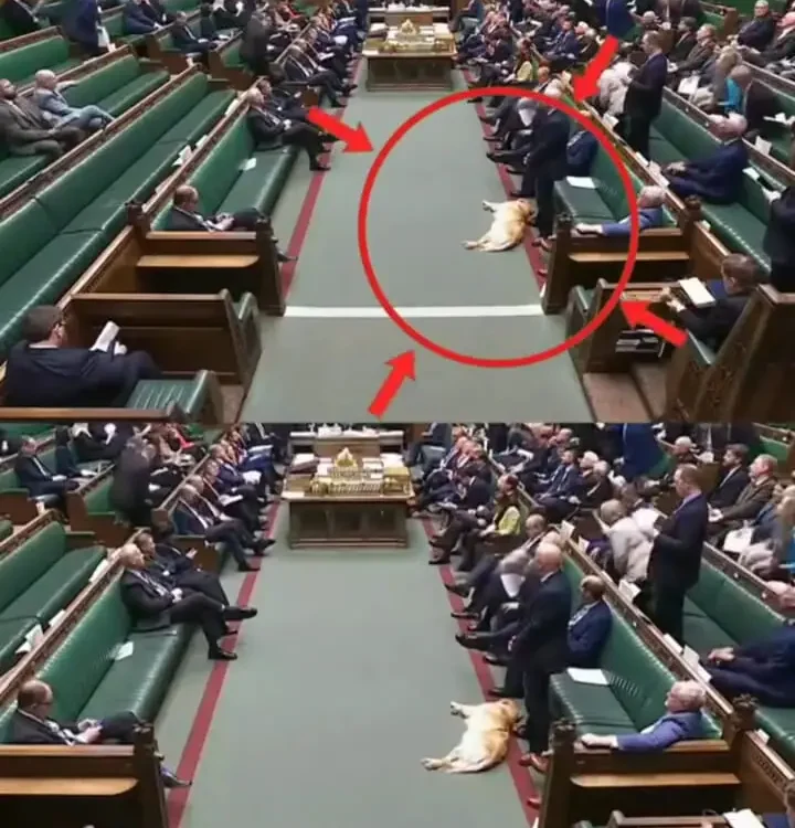 سگ خواب آلود در پارلمان بریتانیا خبرساز شد