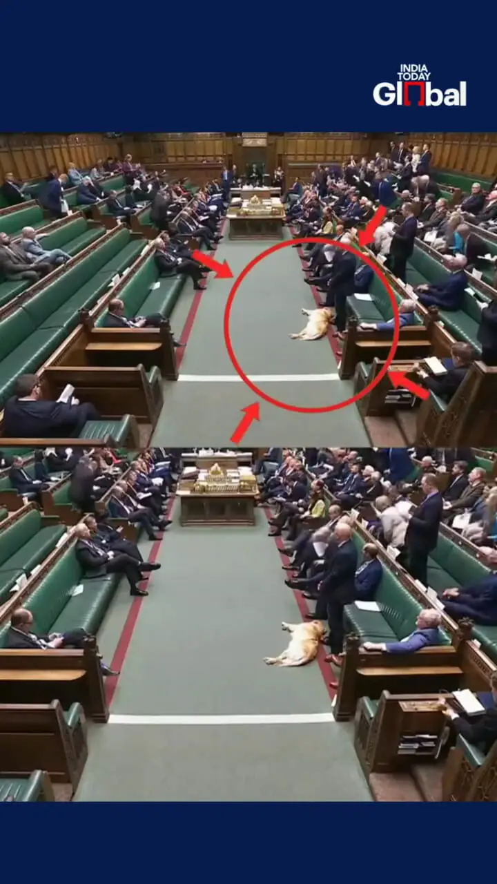 سگ خواب آلود در پارلمان بریتانیا خبرساز شد