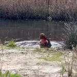 صدای له شدن لاک پشت زیر آرواره تمساح