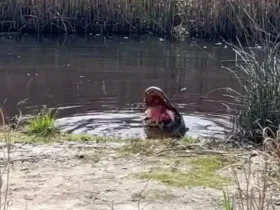 صدای له شدن لاک پشت زیر آرواره تمساح