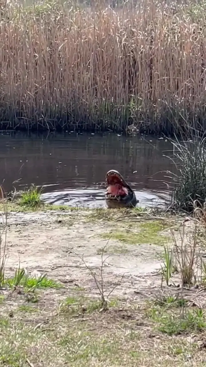 صدای له شدن لاک پشت زیر آرواره تمساح 1 صدای له شدن لاک پشت زیر آرواره تمساح