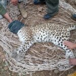 علت مرگ یک قلاده پلنگ در پناهگاه حیات وحش عباس آباد اصفهان